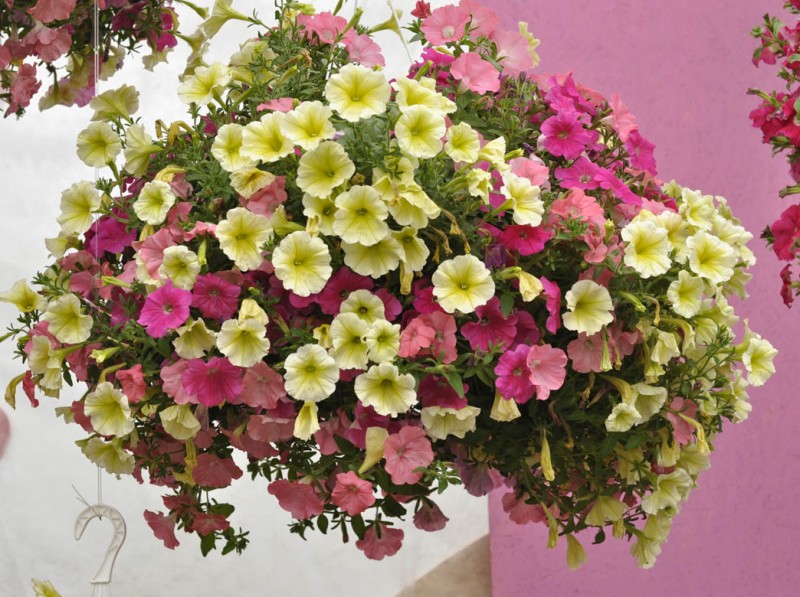 Jeszcze raz o wystawie „Dni Otwarte”