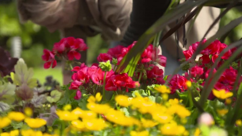 Maja w Ogrodzie - 6 maja br.