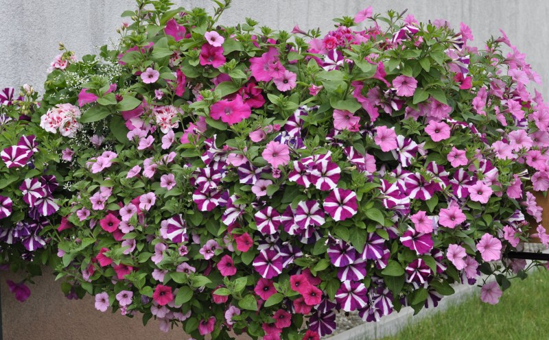 Rok w Ogrodzie - 12 maja br.