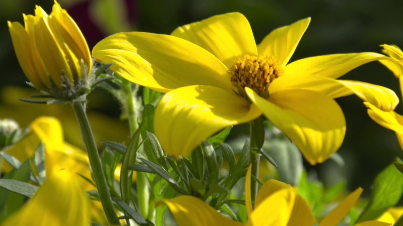 Maja w Ogrodzie - 13 maja br.