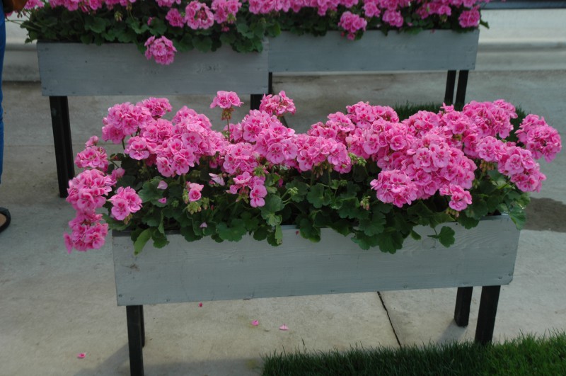 Nowe odmiany Pelargonii Champion