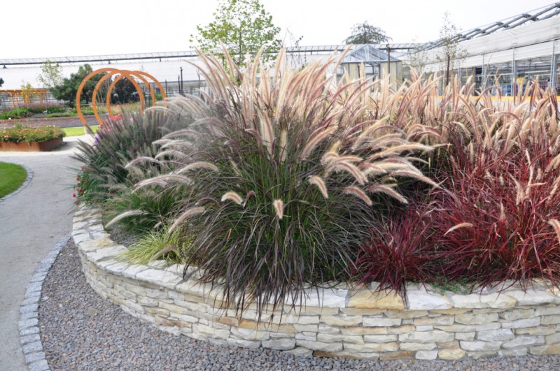 Rośliny doskonałe? Czyli kilka słów o trawach ozdrobnych.