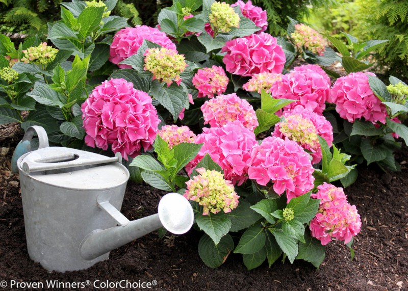 HORTENSJA OGRODOWA I BUKIETOWA