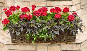 Kompozycje roślinne