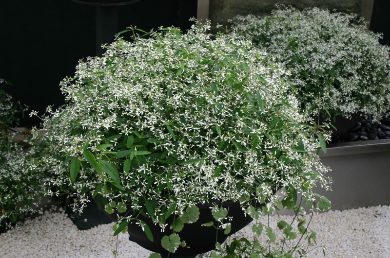 Lobularia Snow Princess®