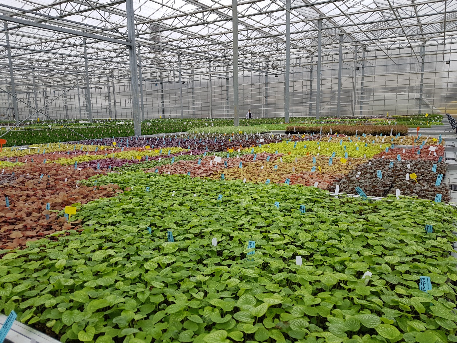 Sezon się zbliża - sadzonki, jak ciepłe bułeczki. 